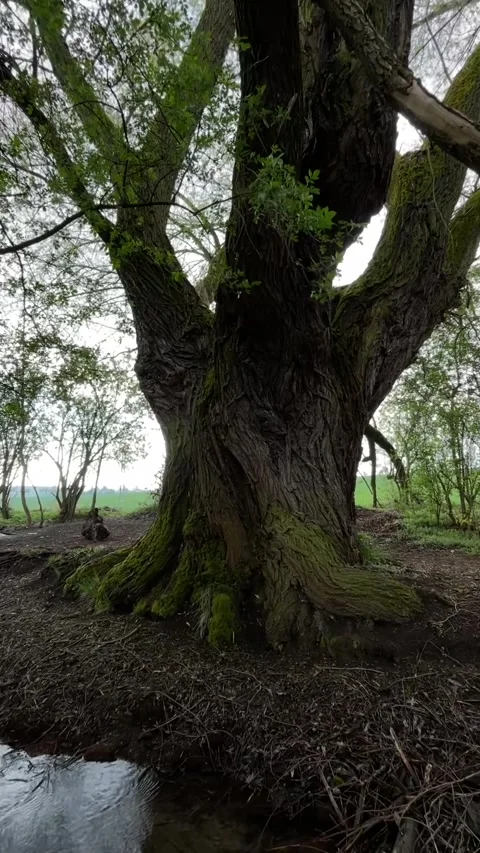 Ancient tree investigation. Closeup of mossy trunk with intricate details 스톡 동영상 335433954
