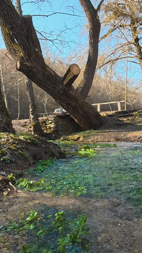 Ancient tree leans over mossy stream. Balkan, Eastern Europe, POV Stock Footage 333634668