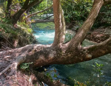 Ancient tree over the river Stock Photos