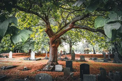 Ancient Tree Overlooking Quiet Cemetery Stock Photos