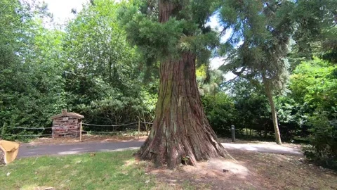 Ancient tree in the park Video stock 132128633