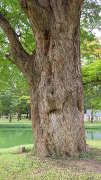 The ancient tree Stock Photos