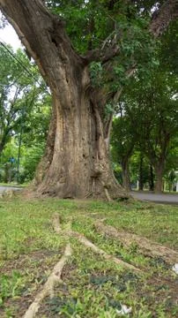 Ancient tree Stock Photos
