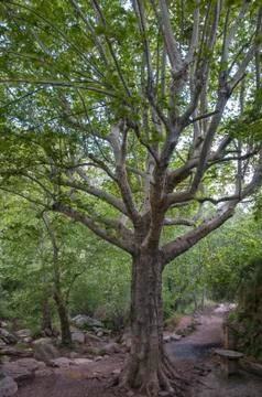 Ancient tree Stock Photos