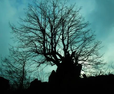 Ancient tree Stock Photos
