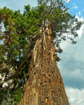 Ancient tree Stock Photos