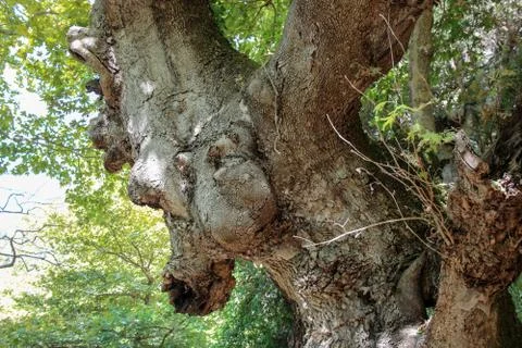 Ancient tree Stock Photos