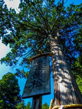 Ancient tree Stock Photos