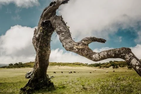Ancient tree Stock Photos