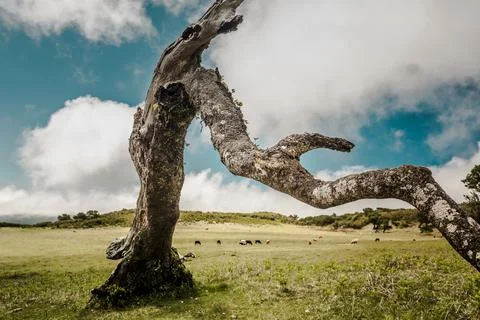 Ancient tree Stock Photos