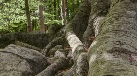 Ancient tree root Stock Footage 12561329