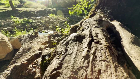 Ancient Tree Root Rests Along a Sunny Forest Stream Stock Footage 336877605