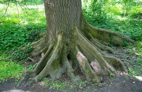 Ancient Tree Roots and Massive Trunk in Lush Green Forest Jungle Woodland Stock Photos
