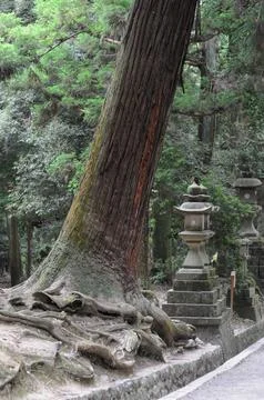 Ancient tree with roots and stone lanterns in serene forest setting Foto stock