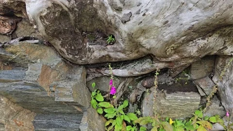 Ancient tree roots  and wild plants  weaving through granite rock in Norway Stock Footage 340773923