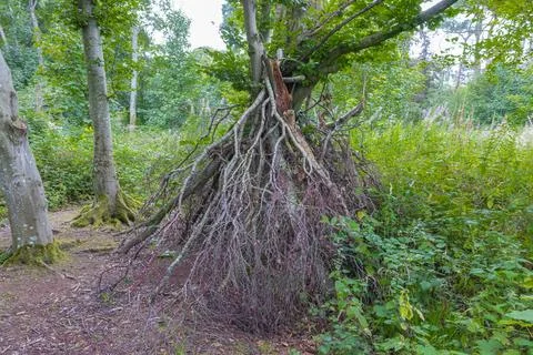 Ancient tree roots burst from earth, tangled and exposed to build a small Stock Photos