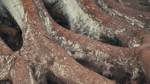 Ancient Tree Roots Close Up with Twisted Bark and Texture on Ground Stock Footage 334721998