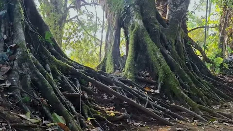 Ancient tree roots covered Stock Footage 341680436