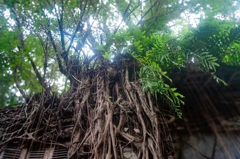 Ancient tree roots envelop an old, abandoned building, creating a striking .. Stock Photos