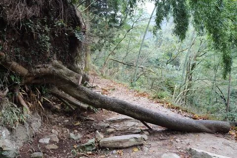 Ancient tree roots extend across a hiking trail in a lush forest during the.. Stock Photos