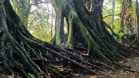 Ancient tree roots Stock Footage 341680341