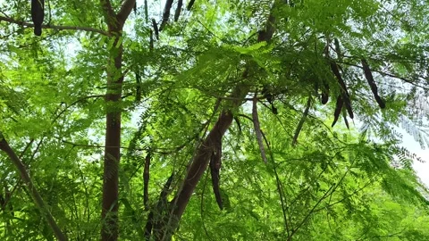 Ancient Tree Roots in Forest Stockbeeldmateriaal 343909830