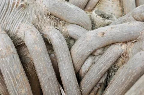 Ancient tree roots Stock Photos