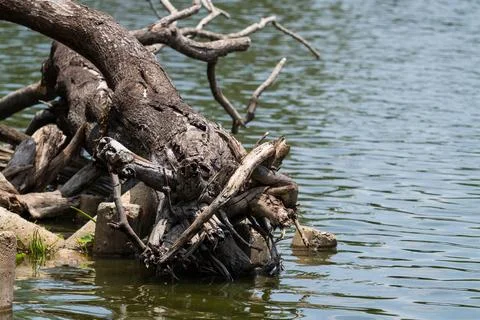 Ancient tree roots rising from tranquil water surface surrounded by natural.. Stock Photos