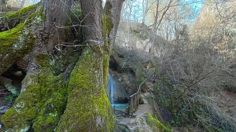 Ancient tree roots sprawl through mossy forest floor. Mount Ozren 스톡 동영상 330932111