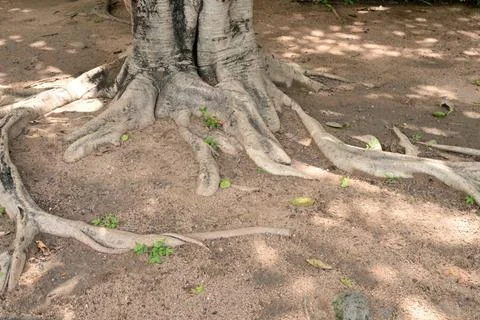 Ancient tree roots spreading across forest floor in natural woodland landscap Foto stock