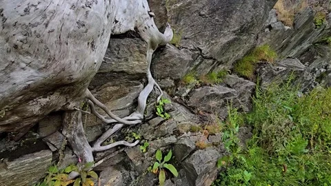 Ancient tree roots weaving through granite rock in Norway Stock Footage 340773977