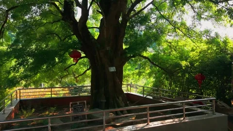 Ancient tree setting in Yangji Stock-Footage 347505363