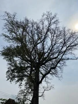 Ancient Tree Silhouette Leafless Canopy Nature Background Static Shot. Fotos de archivo