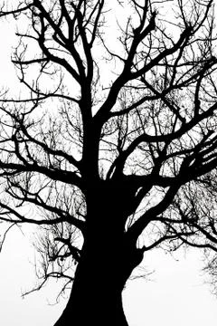 Ancient tree silhouette Stock Photos