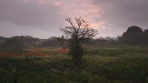 Ancient Tree Standing Among Plum Blossom Hills in Moc Chau, Vietnam at Dusk Vidéo 344953350