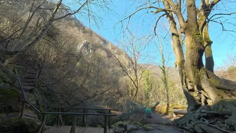 Ancient tree stands beside mossy, rocky streambed. Mount Ozren Видео 330551857