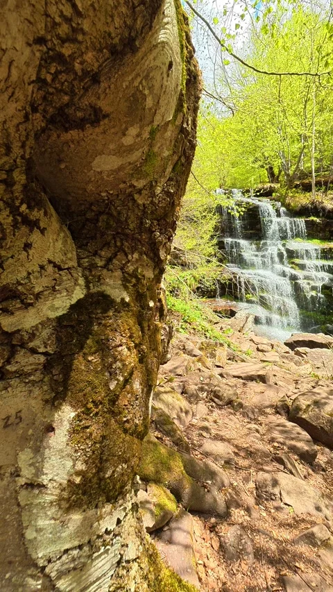 Ancient tree stands beside mossy stones and flowing water. Tupavica, Vertical Stock Footage 335947503