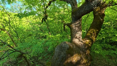Ancient tree stands strong in dense green forest. Ovcar Kalbar Gorge, Serbia 스톡 동영상 333844399