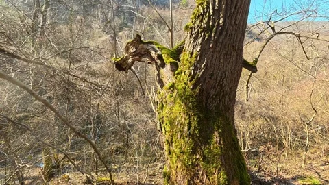 Ancient tree stands tall, moss-covered trunk. Mount Ozren Stock Footage 330633147