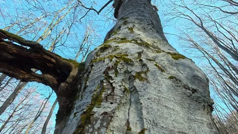 Ancient tree stands tall, mossy bark textured. Kozji Kamen Viewpoint 스톡 동영상 331872534