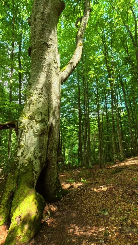 Ancient tree stands tall, roots gripping earth. Kozji Kamen area, Vertical 스톡 동영상 341881288