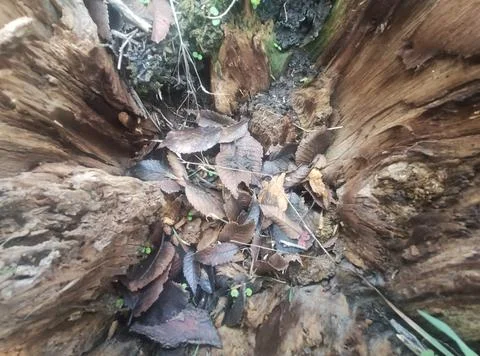 Ancient tree stump inside Fotos de archivo