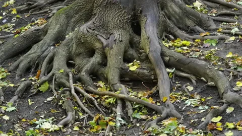 Ancient tree stump lies bare in autumn ground Stock Footage 346903841