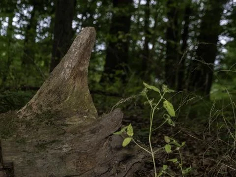 Ancient tree stump stands in lush forest floor Stock Photos