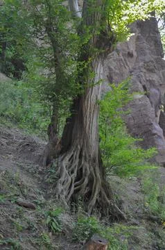 Ancient Tree Stump Surrounded by Lush Greenery Stock Photos