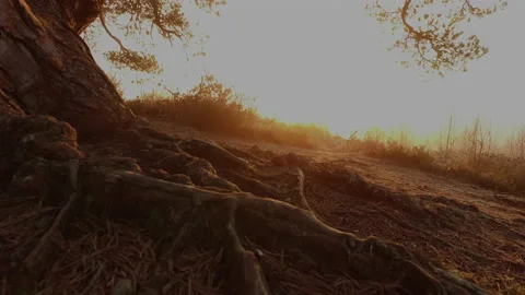 Ancient tree at sunrise Stock-Footage 134191300