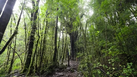 Ancient Tree Surrounded by Dense Greenery Stock Footage 313957669