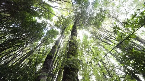 Ancient Tree Surrounded by Dense Greenery Stock Footage 313957699