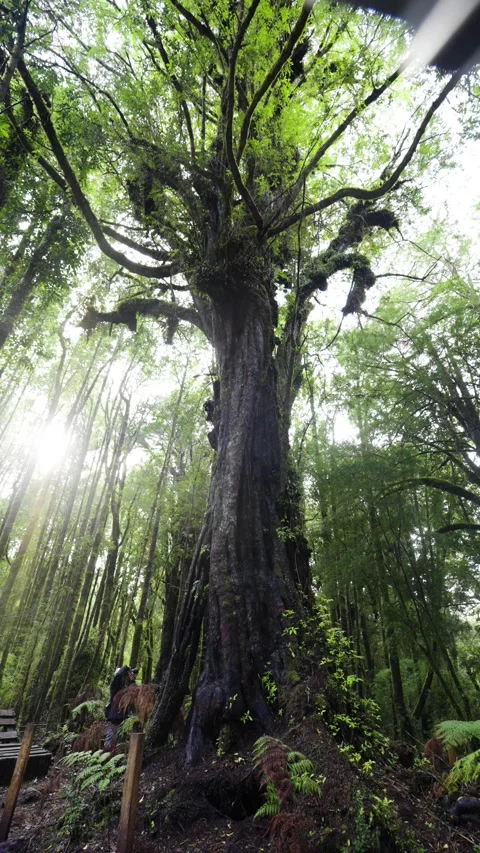 Ancient Tree Surrounded by Dense Greenery Stock Footage 313957746