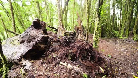 Ancient Tree Surrounded by Dense Greenery Stock Footage 313957806